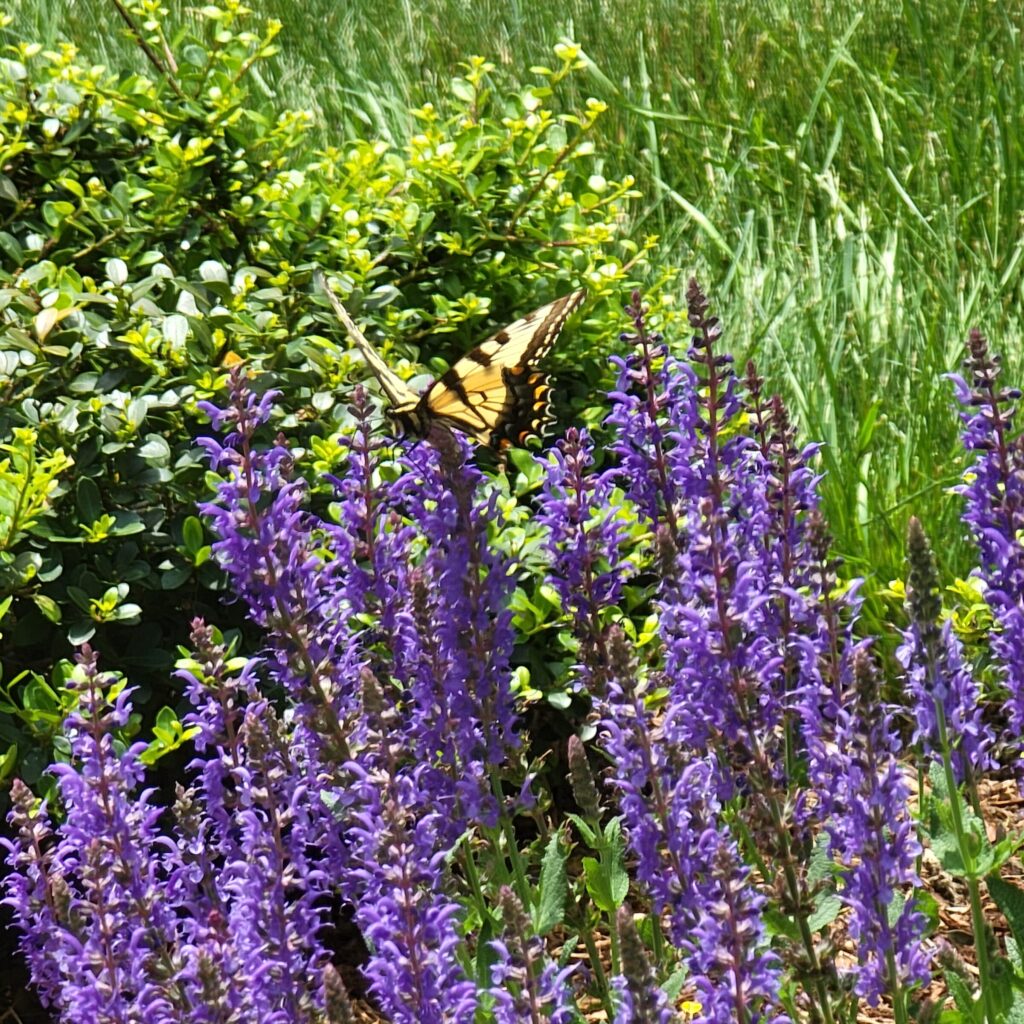 Native with Butterfly Brid Craddock Master Gardener CT NY