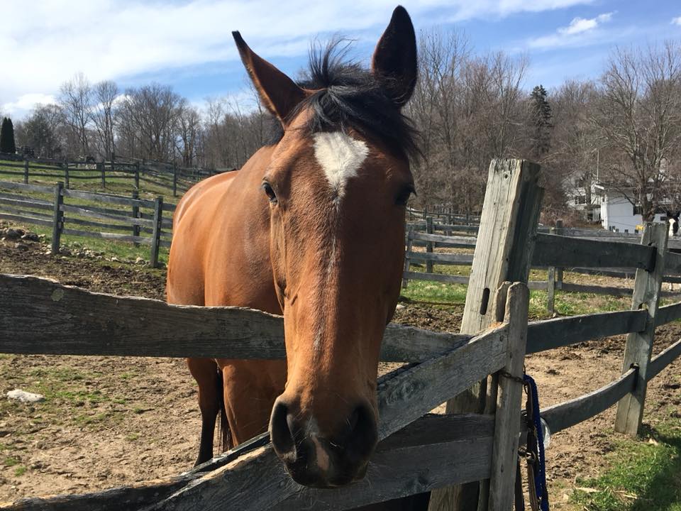 Willow Creek Estates Southbury CT equestrian properties